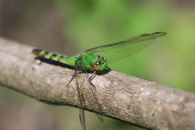 Glittering Emerald