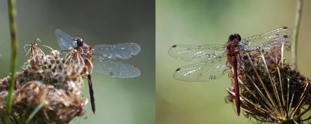 Dragonfly Perspective