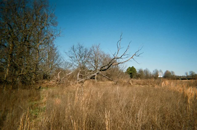 Fallen Tree