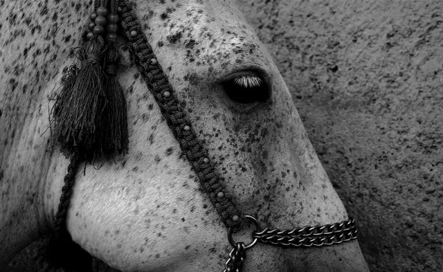 A horse with white eyelashes