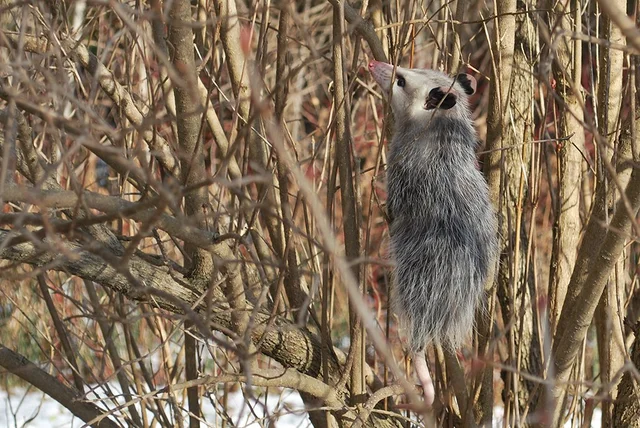 Ornamental Opossum