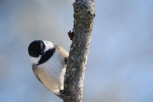 Curious Peek