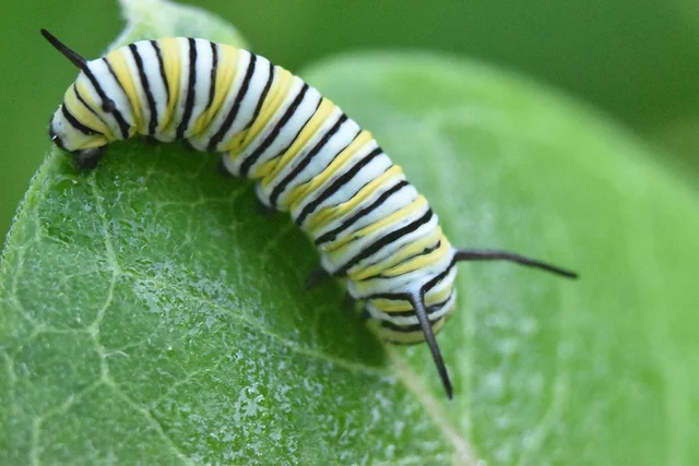 Youthful Instar