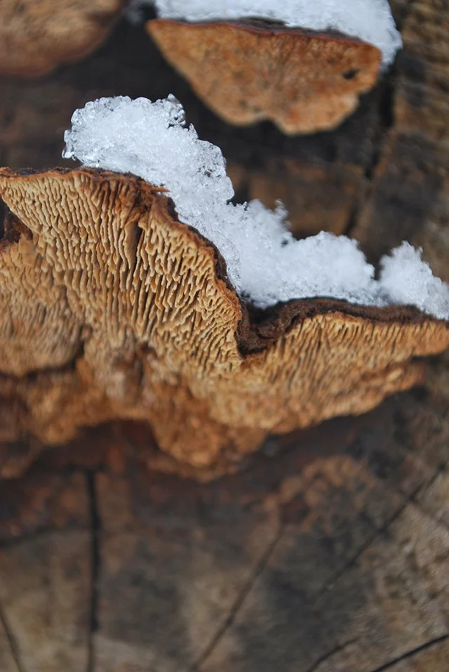 Snowy Cap