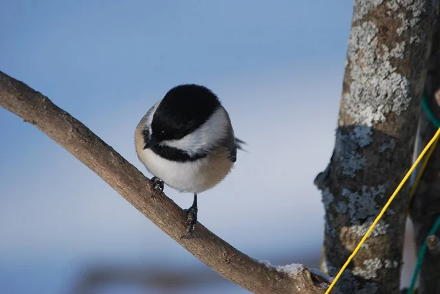 Observation Perch