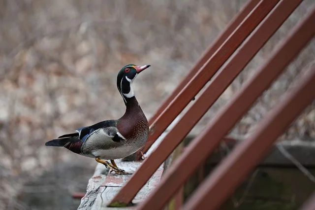 Wood Duck at the Ready