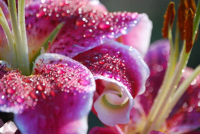 Dewy Jewels