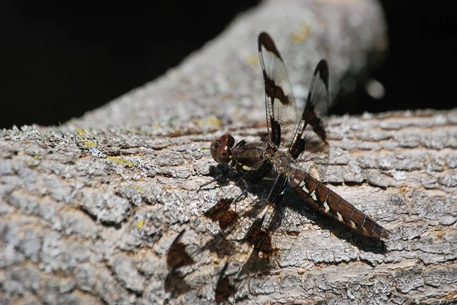 Wood Nymph