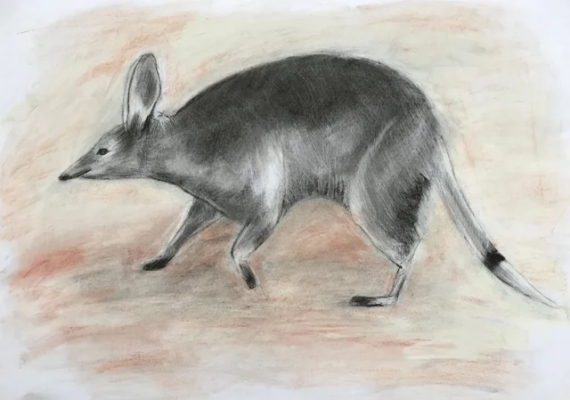 portrait of the last bilby