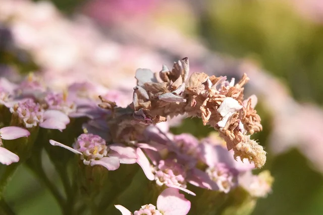 Floral Disguise