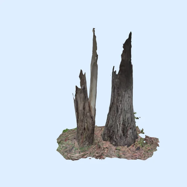 eucalyptus tree stumps